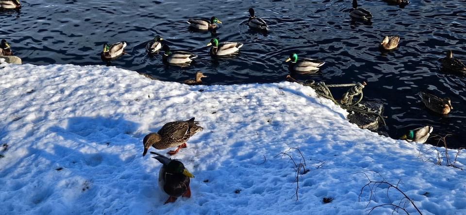 Medlemsmøte oktober 2022