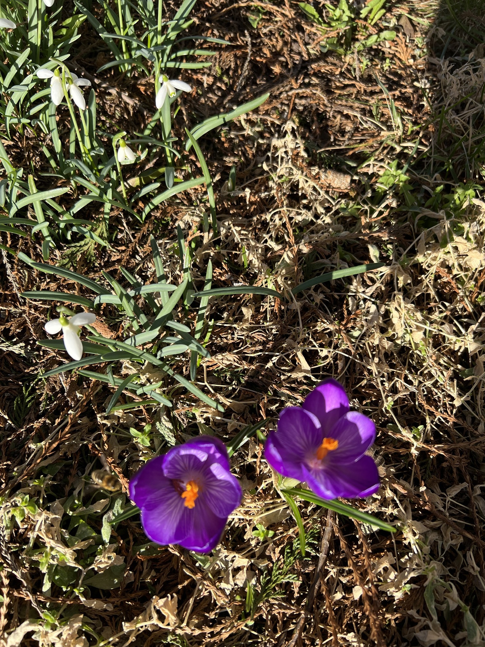 Digital aksjonsdag 28. mai